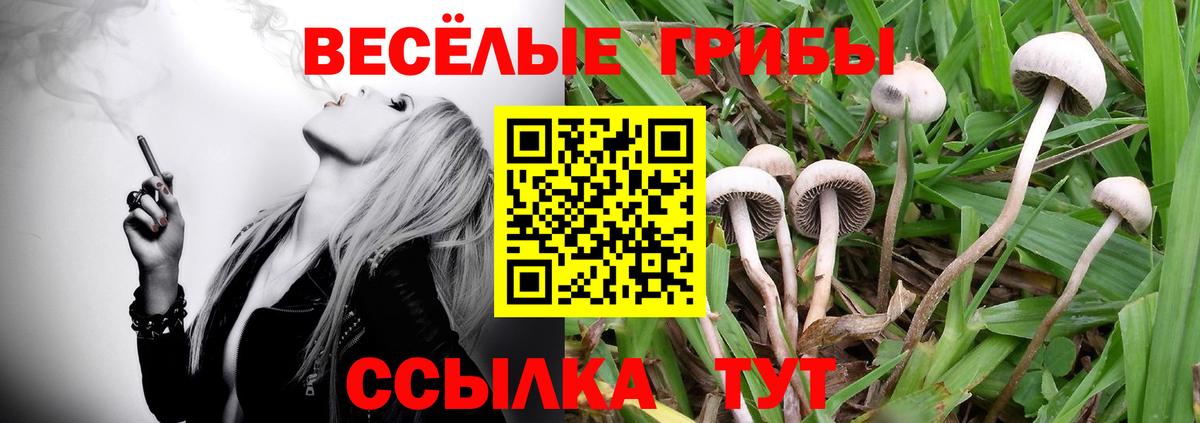 Псилоцибиновые грибы ЛСД Богданович